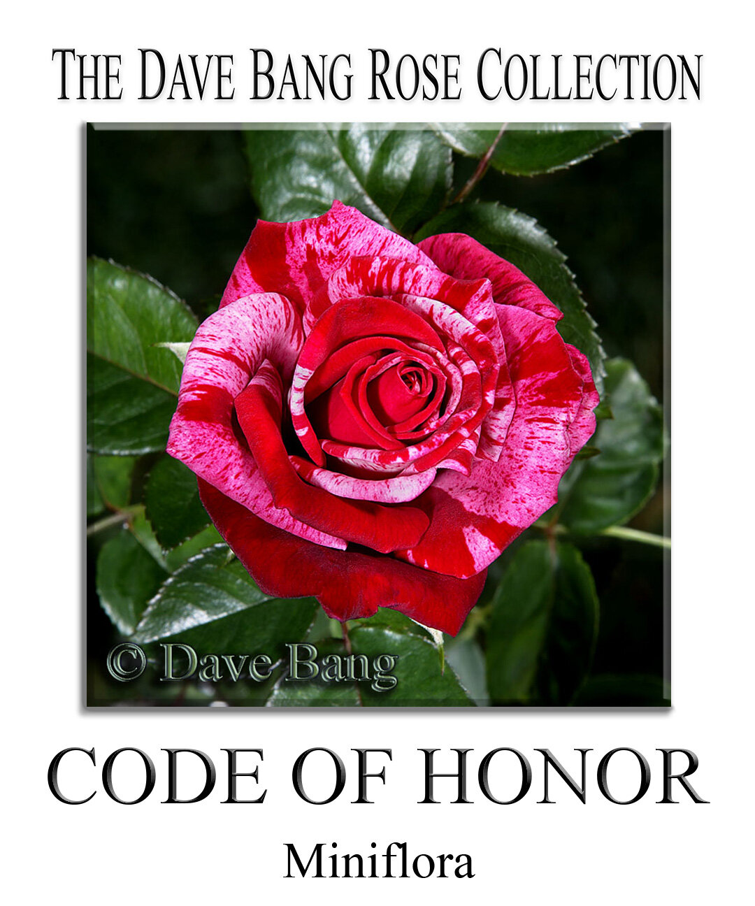 The Dave Bang Collection — K and M Nursery